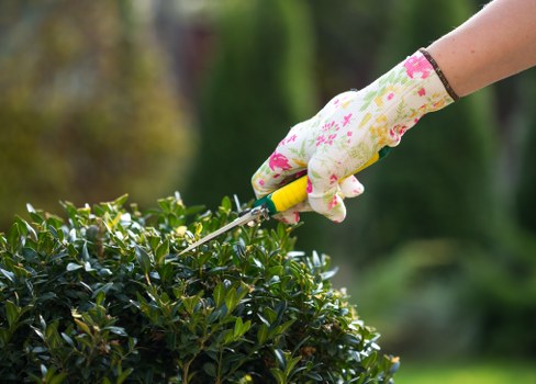 Local tree pruning work in a Millhill residential garden