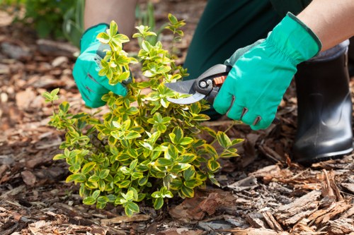Commercial tree pruning on a Millhill business site